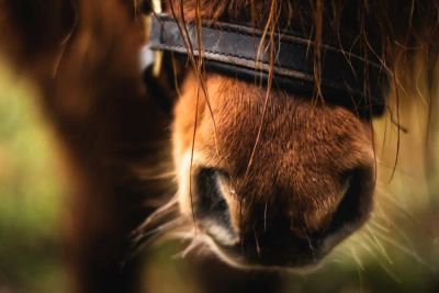 EQUUS projekta ietvaros izstrādāti juridiskie līgumi un staļļu noteikumu vadlīnijas bezmaksas lejuplādei